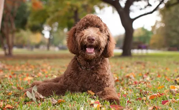 Labradoodle history