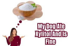 My Dog Ate Xylitol And Is Fine