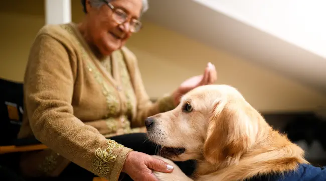 Qualities in an Ideal Therapy Dog
