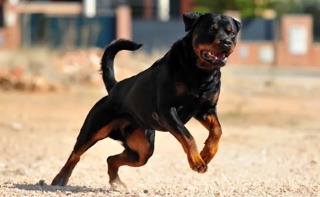 comparing Rottweilers and Pit Bulls in terms of strength