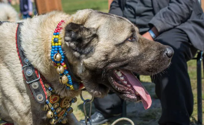 The Kangal, which comes from Turkey