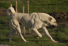 understand how strong the Kangal is