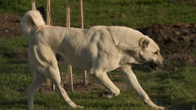 understand how strong the Kangal is