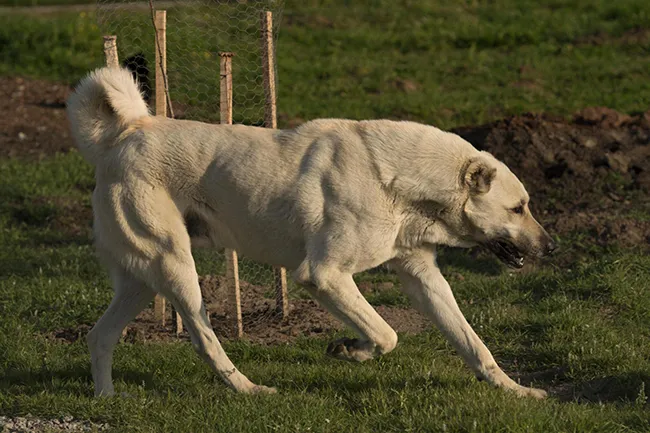 understand how strong the Kangal is