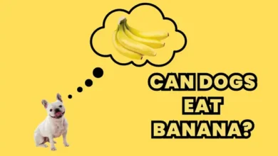 Can Dogs Eat Banana? Benefits and Precautions for Dog Owners