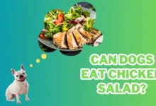Can Dogs Eat Chicken Salad?