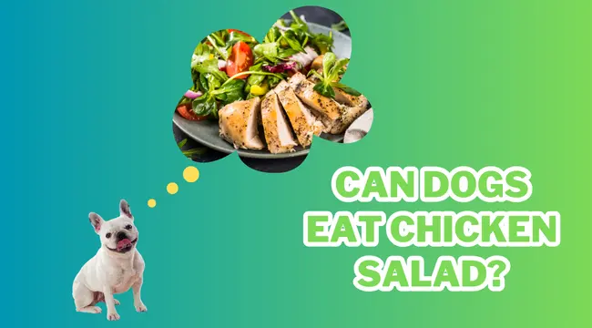 Can Dogs Eat Chicken Salad?