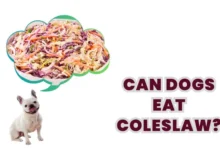 Can Dogs Eat Coleslaw?