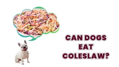 Can Dogs Eat Coleslaw?