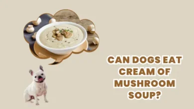 Can Dogs Eat Cream of Mushroom Soup?