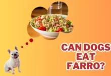 Can Dogs Eat Farro?