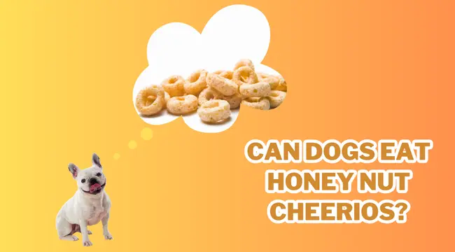 Can Dogs Eat Honey Nut Cheerios?