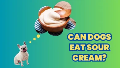Can Dogs Eat Sour Cream?