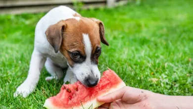 Can Dogs Eat Watermelon?