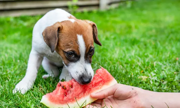 Can Dogs Eat Watermelon?