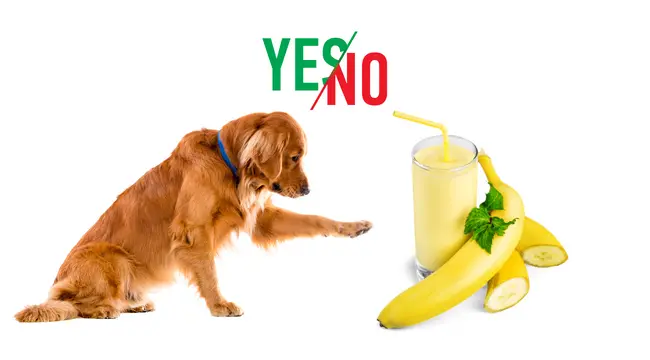 Can dogs eat bananas safely