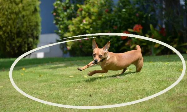 How Does an Electronic Dog Fence Benefit Your Dog