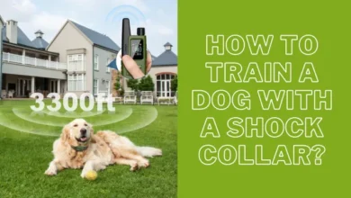 How to Train a Dog With a Shock Collar?