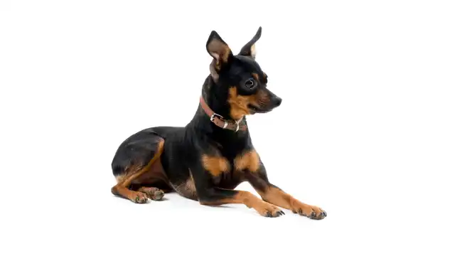 Miniature Pinscher