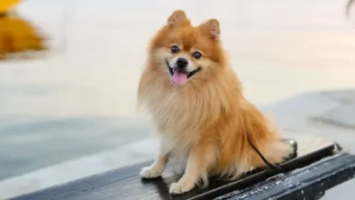 Pomeranians are perfect for loving travelers