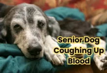 Senior Dog Coughing Up Blood