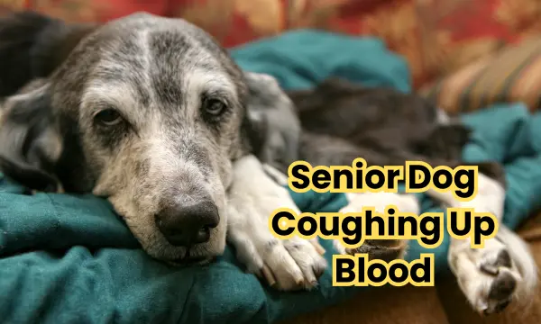 Senior Dog Coughing Up Blood
