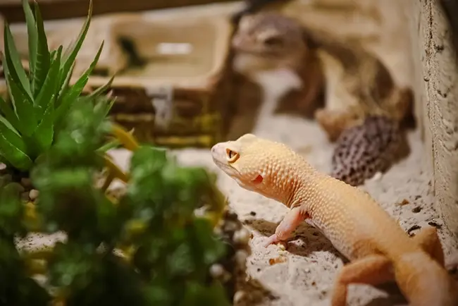 Top Accessories for Your Lizard's Terrarium