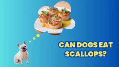 Can Dogs Eat Scallops?