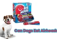 Can Dogs Eat Airheads