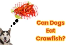 Can Dogs Eat Crawfish?