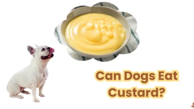 Can Dogs Eat Custard