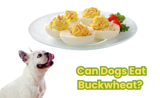 Can Dogs Eat Deviled Eggs? Unpacking the Pros and Cons