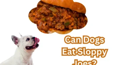 Can Dogs Eat Sloppy Joes?