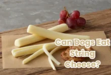 Can Dogs Eat String Cheese?