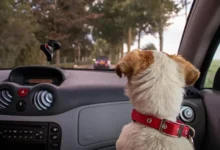 car accessories for dogs