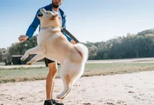 How to Keep Your Athletic Dogs Happy and Healthy