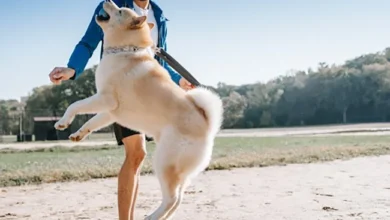 How to Keep Your Athletic Dogs Happy and Healthy