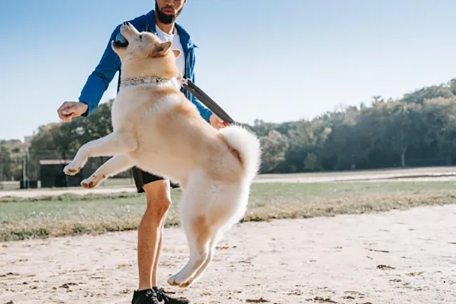 Canine Fitness: How to Keep Your Athletic Dogs Happy and Healthy
