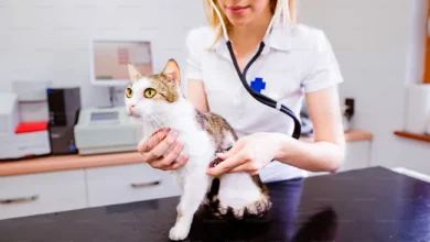 Is Preventative Pet Insurance Right For You