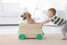 Labrador Retriever playing with a kid