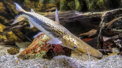 Most Renowned Catfish Breeds