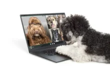 Virtual Pet Training