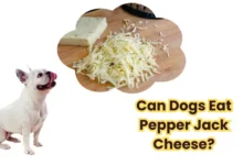 Can Dogs Eat Pepper Jack Cheese?