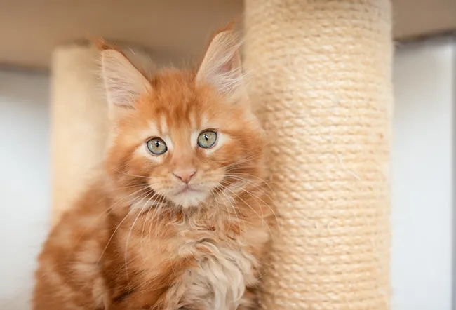 Maine Coon Kittens