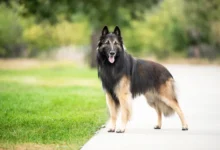 Belgian Tervuren