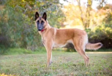 belgian malinois dog breed