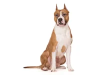 Why Do Pitbulls Get Their Ears Cut