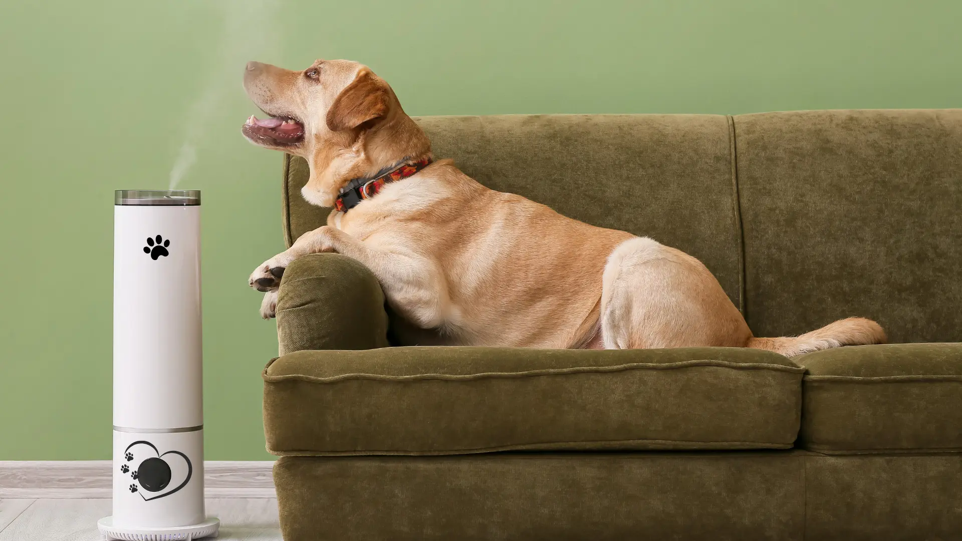 Best Air Purifier for Pet