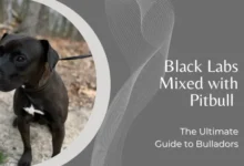 Black Labs Mixed with Pitbull