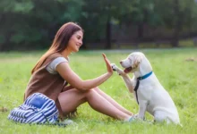 How to Train a Labrador Retriever
